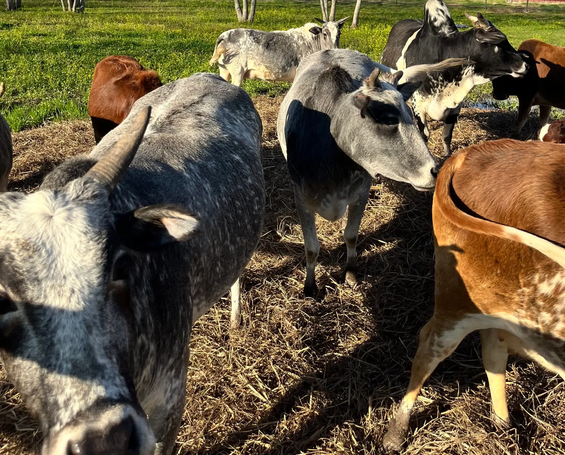 Manvel Miniature Zebu Cows Texas Miniature Zebus manvel-miniature-zebu-cows-texas-miniature-zebus